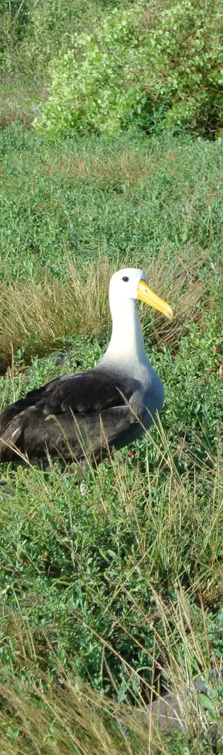 Galapagosalbatros